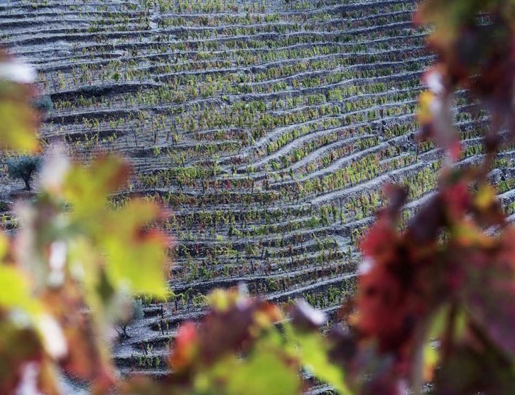 Foto da Quinta Caedo Sogrape Douro
