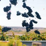 foto da casa relvas vindimas 2025