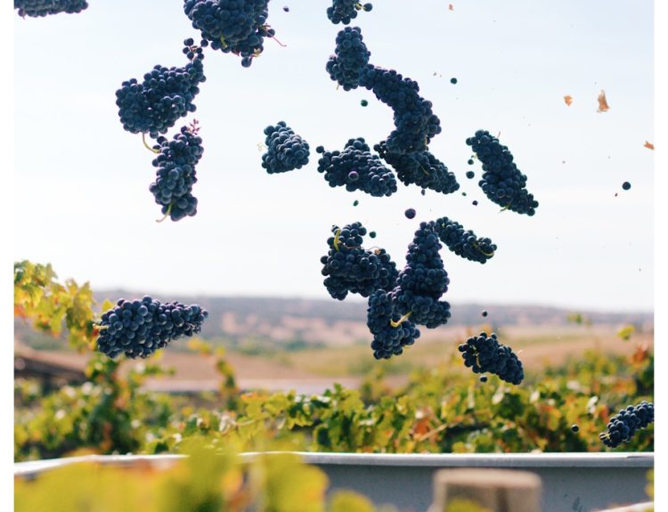 foto da casa relvas vindimas 2025