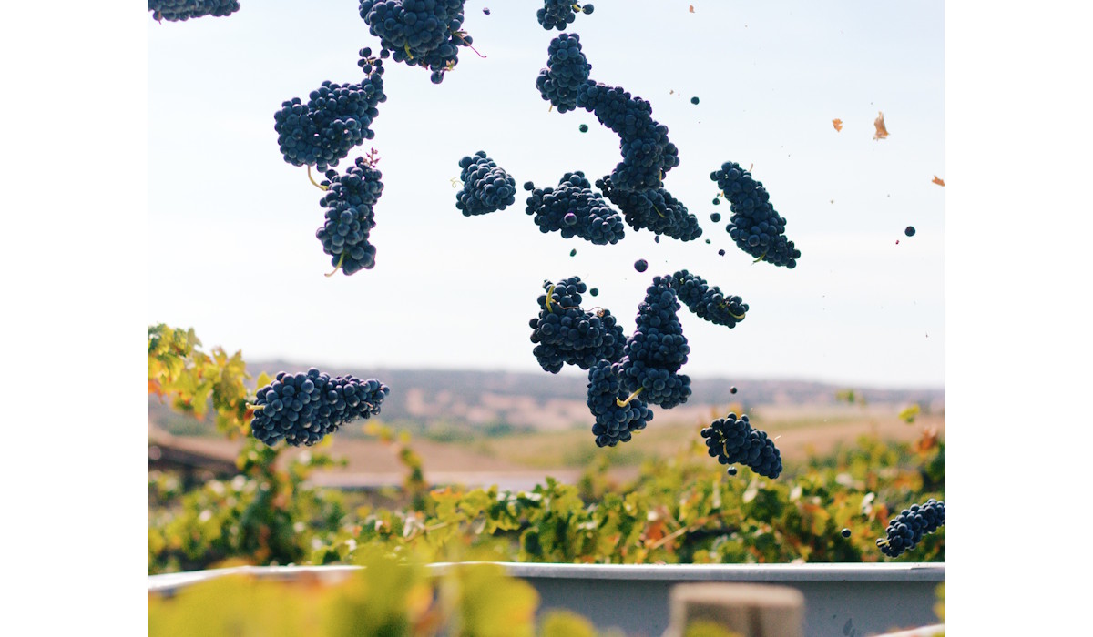 foto da casa relvas vindimas 2025