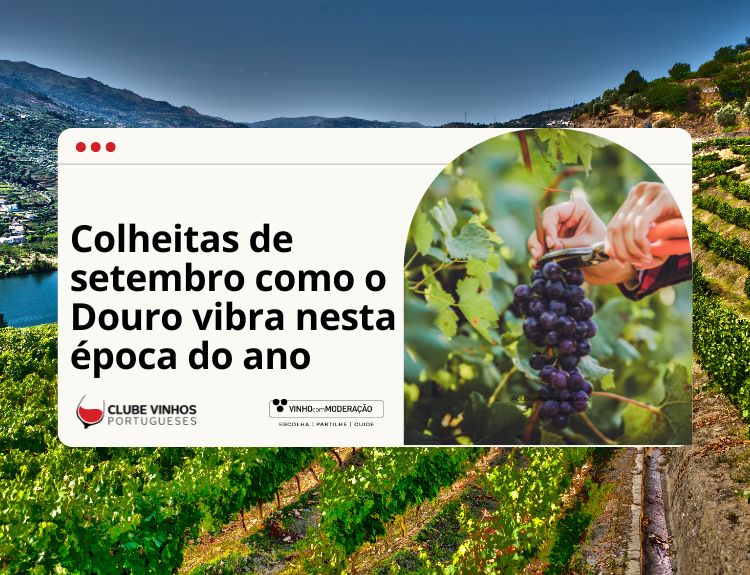 Colheitas de setembro como o Douro vibra nesta época do ano 3