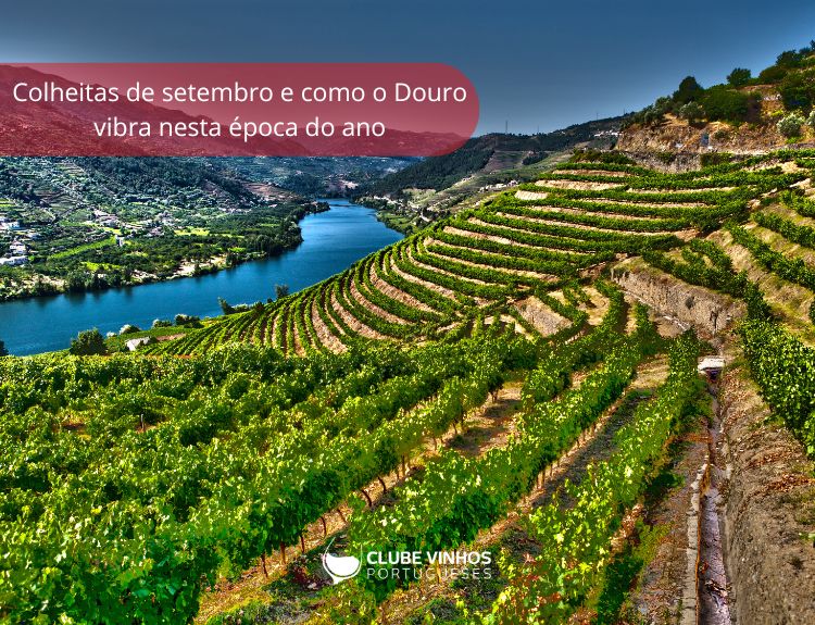 Colheitas de setembro como o Douro vibra nesta época do ano