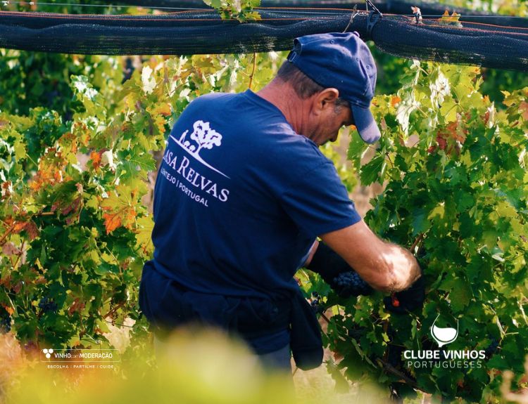 Herdade de São Miguel Resumo 20 Vindimas a novidade neste Natal