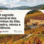 O segredo mineral dos vinhos do Dão, pedra, névoa e silêncio