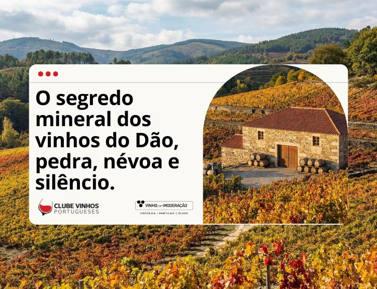 O segredo mineral dos vinhos do Dão, pedra, névoa e silêncio