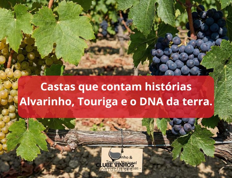 Castas que contam histórias Alvarinho, Touriga e o DNA da terra
