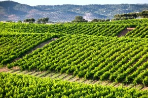 big alentejo vinha terreno