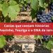Castas que contam histórias Alvarinho, Touriga e o DNA da terra